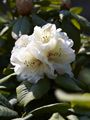 Rhododendron Adrian Koster-1 Różanecznik